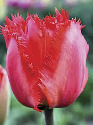Тюльпаны Бахромчатые Crystal Beauty 12/+ (20 шт) - 1