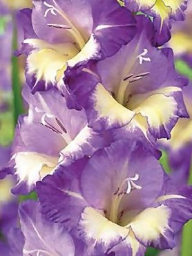 Гладиолус садовый Belladonna (5 шт)