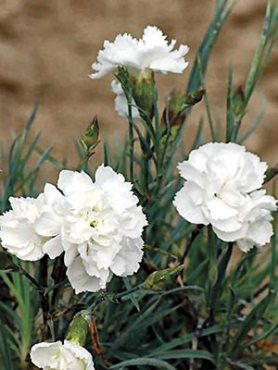 Гвоздика перистая Haytor White (1 шт)