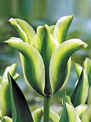 Тюльпаны Зеленоцветковые Deirdre 10/11 (3 шт) - 1
