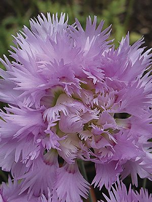 Гвоздика гибридная Pink Mrs. Sinkins (1 шт) - 1