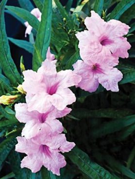 Руэллия Бриттона Southern Star Pink, розовая (5 шт)