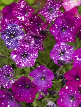 Петунія великоквіткова Dot Star Dark Violet (6 шт)