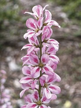 Франкоя осотолистная, розовая (35 шт)