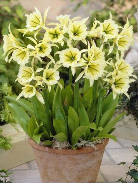 Гіменокаліс Sulphur Queen 12/14 (1 шт)
