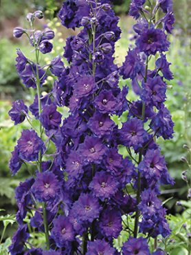 Дельфиниум Новозеландские гибриды Pagan Purple (5 шт)