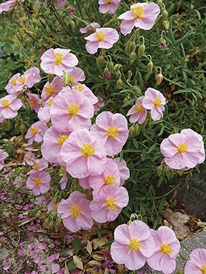 Сонянка гібридна Lawrensоn's Pink (1 шт) - 1