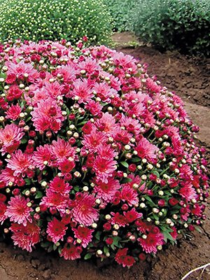Хризантема дрібноквіткова низькоросла Bransky Plum (9 шт) - 1