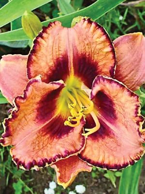 Лилейник гибридный Awesome Blossom (1 шт) - 1