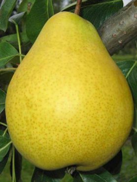 Груша Далисан (1 шт)