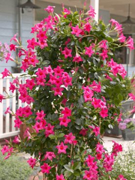 Діпладенія Sundaville Classic Pink (1 шт)