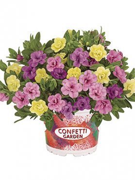 Набор  Confetti Garden MyBonnie 2021 (1 шт)
