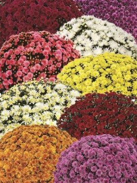 Хризантема дрібноквіткова низькоросла, суміш сортів (30 шт)