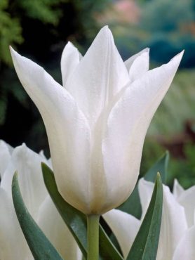 Тюльпаны Лилиецветные White Triumphator 10/11 (20 шт)