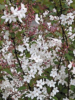 Дейція рожева Campanulata (1 шт) - 1
