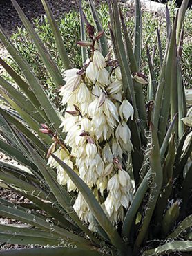 Юкка ягодная, бело-розовая (3 шт)
