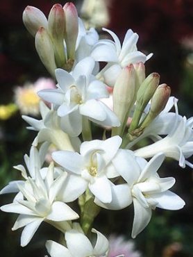 Тубероза клубневая The Pearl 10/12 (1 шт)