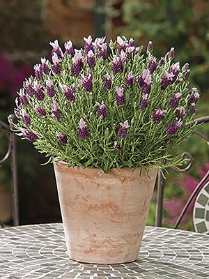 Лаванда стэхадская Parfum Pink (3 шт) - 1
