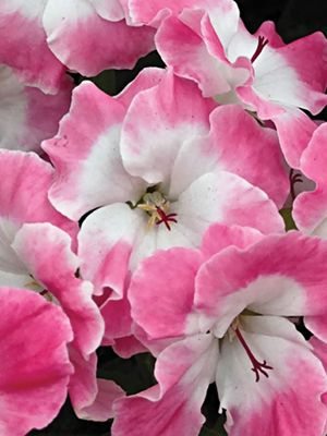 Пеларгония королевская Bermuda Pink (1 шт)