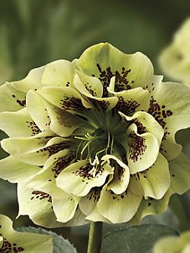 Морозник восточный Double Ellen Spotted Yellow (1 шт)
