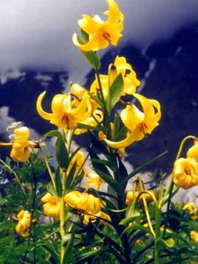 Лилия Шовица, желтая (5 шт)