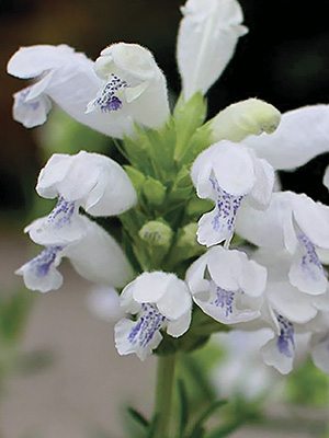 Змееголовник аргунский Fuji White (1 шт) - 1