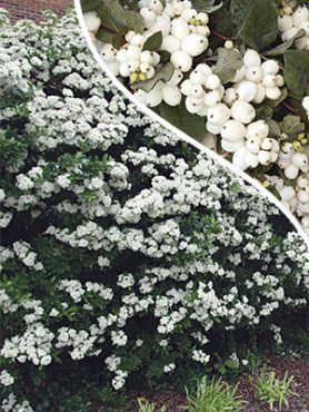 Снежноягодник White Hedre (1 шт)