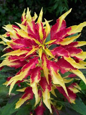 Амарант трехцветный Splendens Perfecta, смесь (0,1 г)