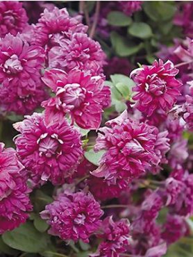 Ломиніс фіолетовий Purpurea Plena Elegans (1 шт)