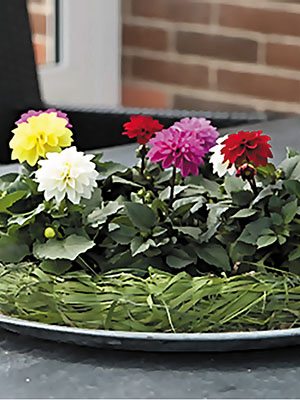 Георгина гибридная миниатюрная, смесь сортов (12 шт)
