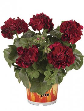 Пеларгонія плющелиста Great Balls of Fire Merlot